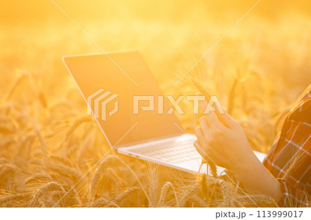 Woman farmer working with laptop on wheat field. Smart farming and digital agriculture 113999017