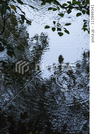 池に落ちる雨の雫と波紋 鳥取県 樗谿公園 池に落ちる雨の雫と波紋 鳥取県 樗谿公園 113999341