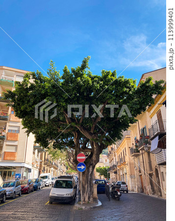 old green tree on Cefalu Street surrounded by parked cars in blue sky background old green tree on Cefalu Street surrounded by parked cars in blue sky background 113999401