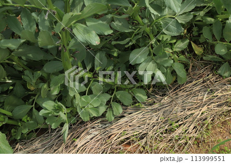 【4月】ソラマメ　撮影場所：家庭菜園（神奈川県大和市） 113999551