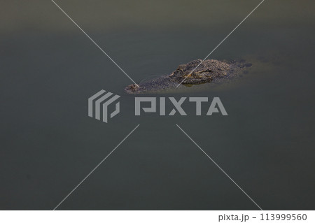 Close up salt crocodile is show head in river 113999560