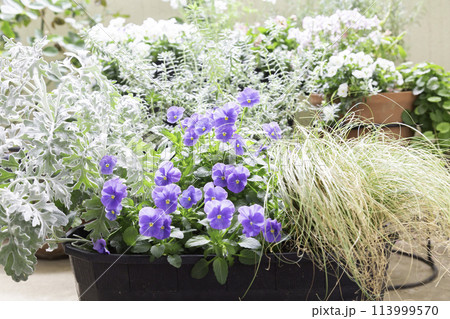 ベランダで咲く寄せ植えコンテナの花 紫色のビオラとシルバーグリーン 113999570