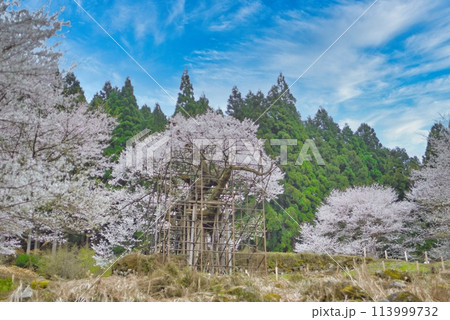樽見の大桜 樽見の大桜 113999732