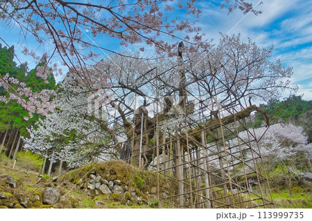 樽見の大桜 113999735