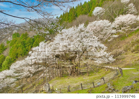 樽見の大桜 樽見の大桜 113999746