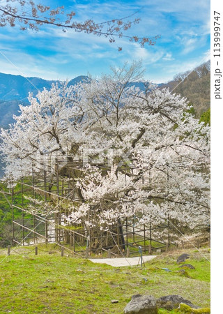 樽見の大桜 樽見の大桜 113999747