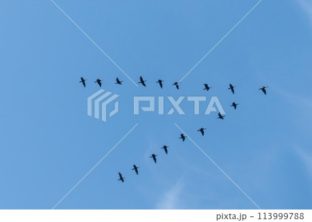 青空とVの字に飛ぶ鳥の隊列 113999788