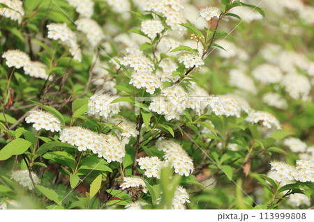 春に開花したコデマリの白い花 113999808