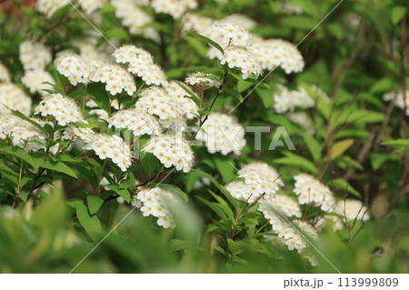 春に開花したコデマリの白い花 113999809