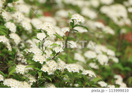 春に開花したコデマリの白い花 春に開花したコデマリの白い花 113999810