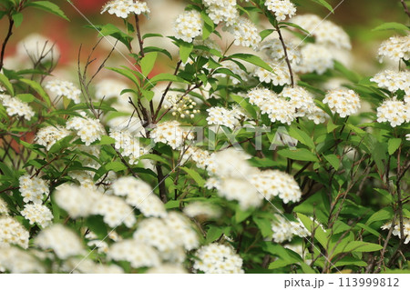 春に開花したコデマリの白い花 113999812