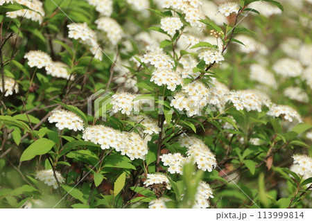 春に開花したコデマリの白い花 春に開花したコデマリの白い花 113999814