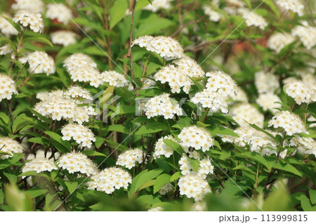 春に開花したコデマリの白い花 春に開花したコデマリの白い花 113999815