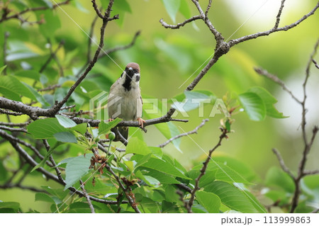 葉のついた木にとまる1匹のスズメ 113999863