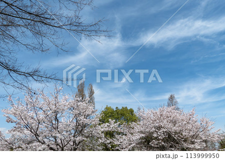 青空に美しい桜が咲く風景 113999950