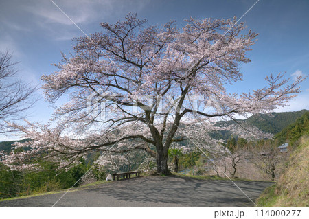 大きな枝垂れ桜 大きな枝垂れ桜 114000277