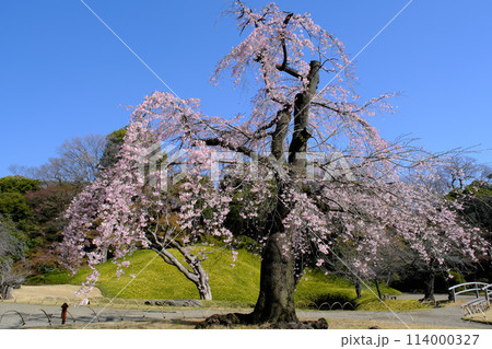 小石川後楽園の枝垂桜 東京都 小石川後楽園の枝垂桜 東京都 114000327