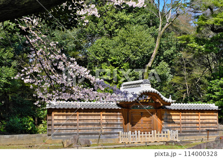 小石川後楽園の唐門と桜 東京都 小石川後楽園の唐門と桜 東京都 114000328
