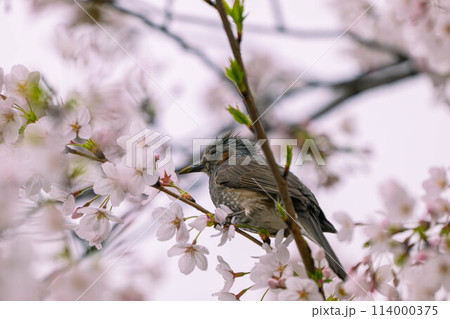桜ヒヨドリ 114000375