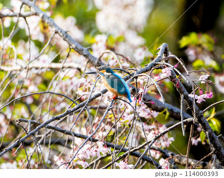 桜の木にとまるカワセミ 114000393