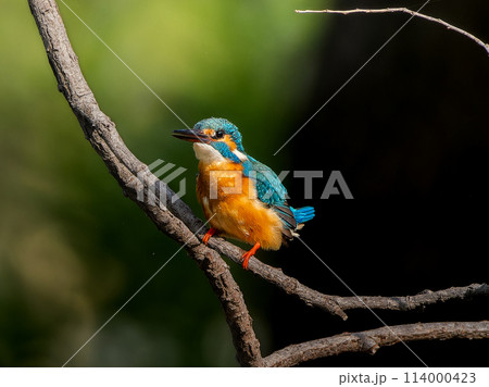 木の枝にとまるカワセミ 114000423