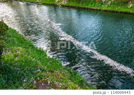 靑森県弘前市弘前公園のお堀の花筏のピンクの絨毯 114000443