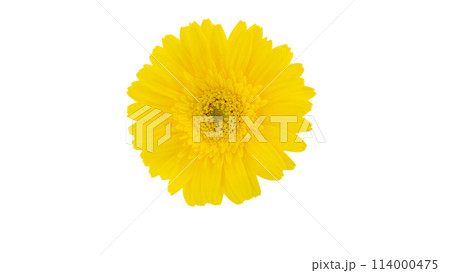 黄色いガーベラの花 切り抜き 俯瞰 ピング 黄色いガーベラの花 切り抜き 俯瞰 ピング 114000475