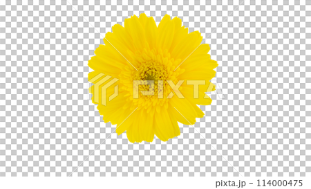 黄色いガーベラの花 切り抜き 俯瞰 ピング 黄色いガーベラの花 切り抜き 俯瞰 ピング 114000475
