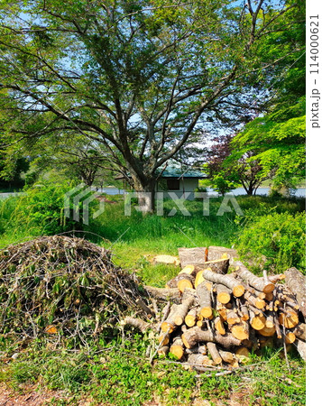 切り倒された桜の大木 114000621