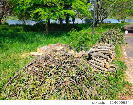 切り倒された桜の大木 切り倒された桜の大木 114000624