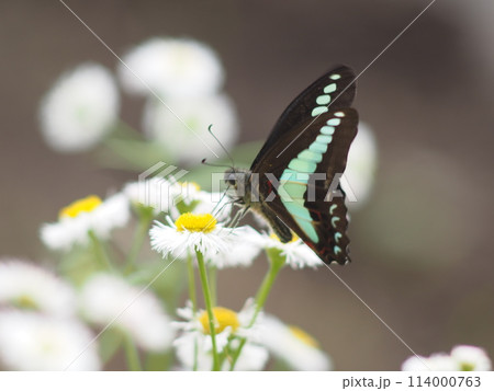 花の蜜を吸うアオスジアゲハ 114000763