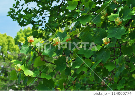 ユリノキの赤と黄色の花（春、四月） 114000774