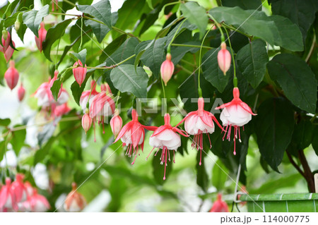 フクシア「エンゼルスイアリング・デュアルパール」 114000775