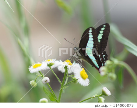 ハルジオンの花に止まるアオスジアゲハ 114000875