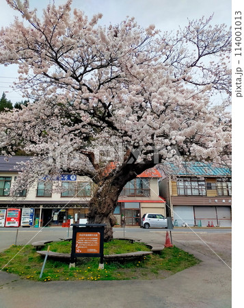 桜満開のJR中山平温泉駅 114001013