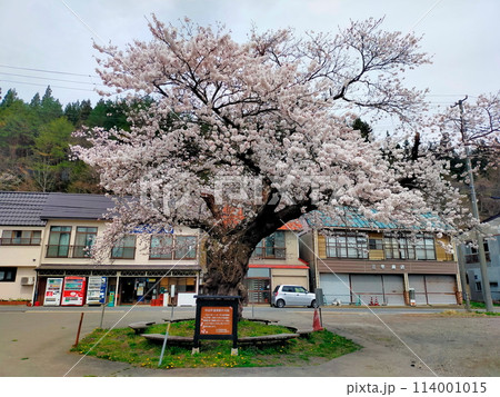 桜満開のJR中山平温泉駅 桜満開のJR中山平温泉駅 114001015