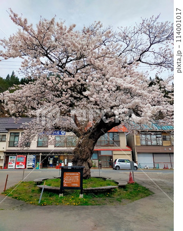 桜満開のJR中山平温泉駅 114001017