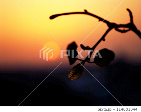 残照に照らされて映し出された枝と葉のシルエット 114001044