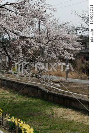 桜満開のJR中山平温泉駅 桜満開のJR中山平温泉駅 114001211
