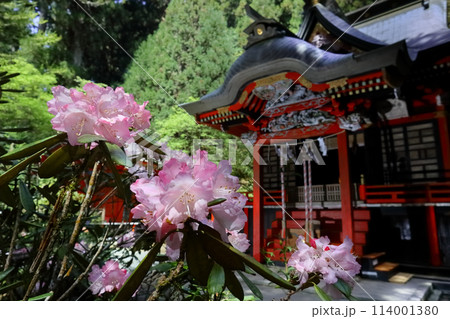 ロマンチック茨城（若葉が芽吹く頃、花園神社に高貴な石楠花が咲く。嘗ては山一帯に咲いていた。）北茨城市 114001380