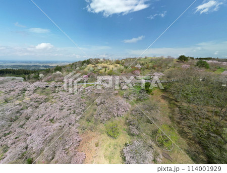 桜満開の加護坊山 空撮 桜満開の加護坊山 空撮 114001929