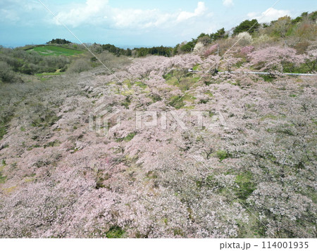桜満開の加護坊山 空撮 桜満開の加護坊山 空撮 114001935