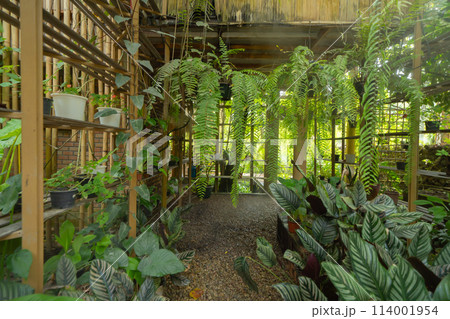 Tree tunnel in rubber plantation, Thailand. Way through garden park in summer season. Nature landscape background 114001954