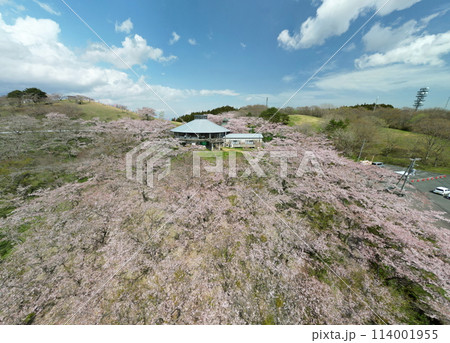 桜満開の加護坊山 空撮 桜満開の加護坊山 空撮 114001955