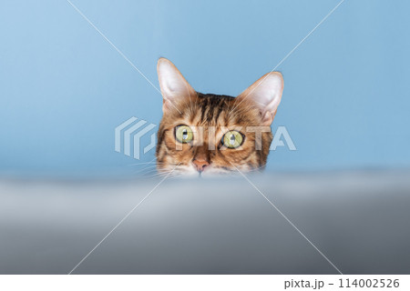 A funny red cat looks out and hides. 114002526