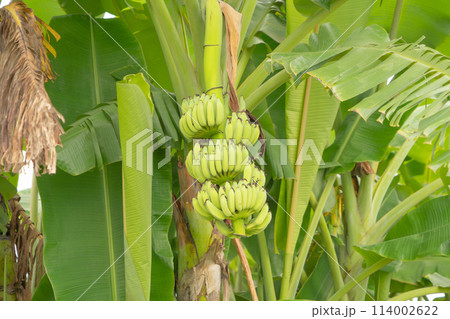 Banana on tree. Nature food in garden farm. Fruit. 114002622