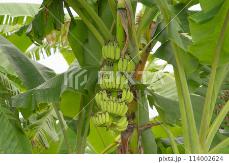 Banana on tree. Nature food in garden farm. Fruit. 114002624