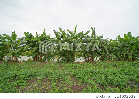 Banana on tree. Nature food in garden farm. Fruit. Banana on tree. Nature food in garden farm. Fruit. 114002638
