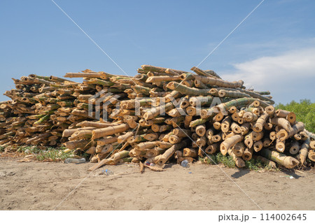 Bamboo poles log wood. Trunk. Nature Bamboo poles log wood. Trunk. Nature 114002645