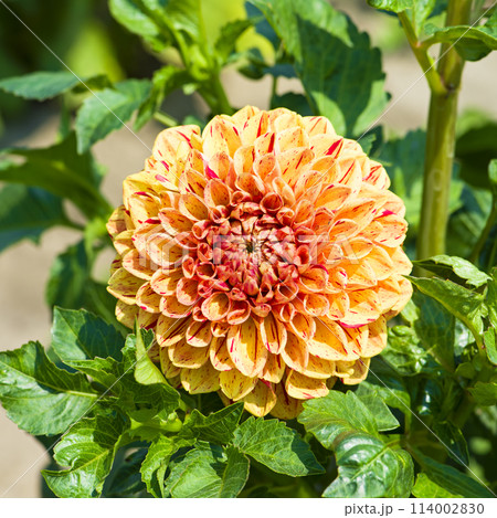 Beautiful dahlia flower in summer garden. Beautiful dahlia flower in summer garden. 114002830